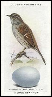 37 Hedge Sparrow